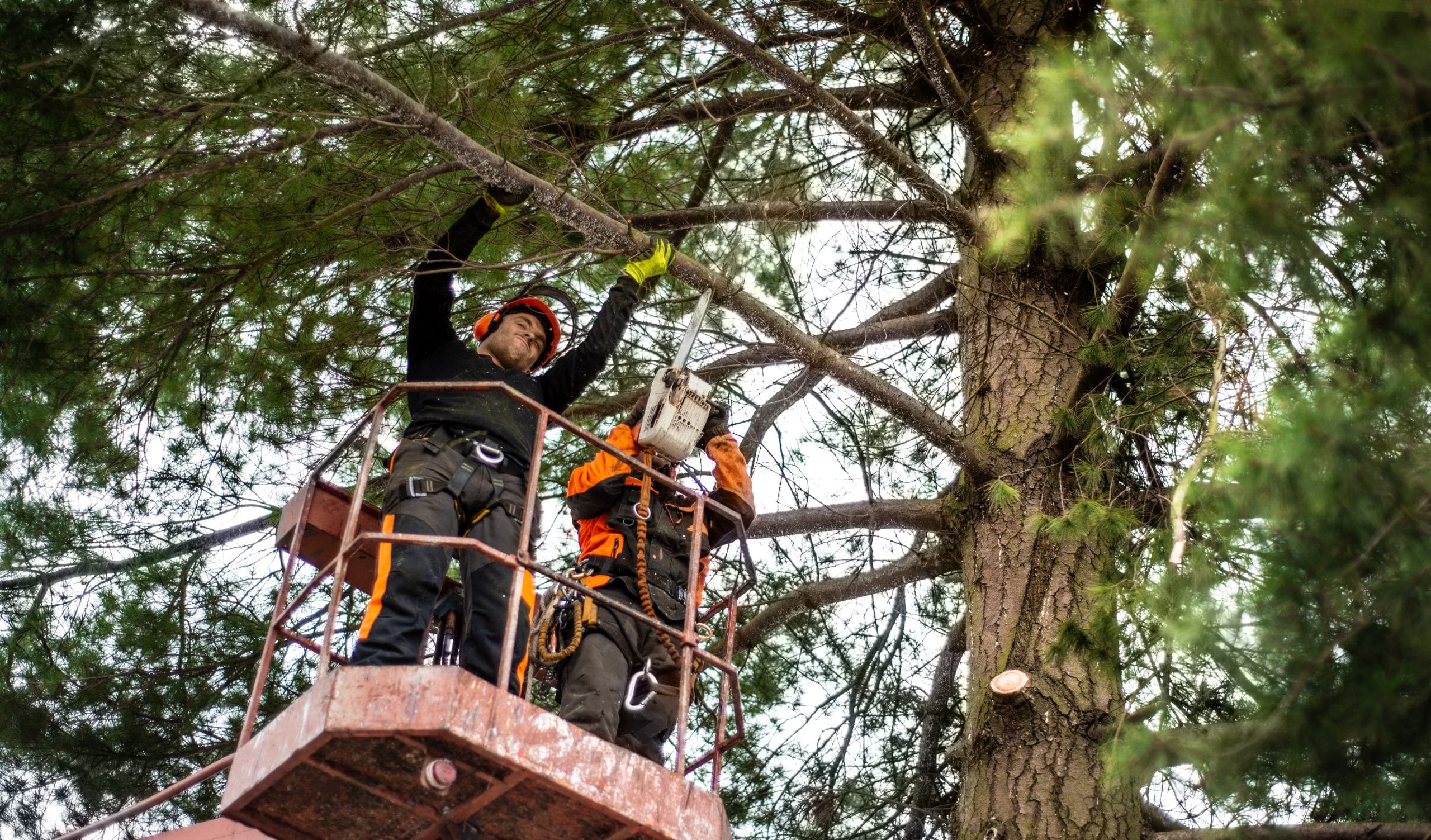 arborist-men-with-chainsaw-and-lifting-platform-cu-2021-08-27-16-19-39-utc-scaled